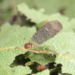 C. parvulus larvae_2