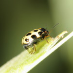 Cryptocephalus decemmaculatus Female egg-laying_2