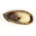 Cryptocephalus larva in case_3