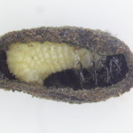 Cryptocephalus pre-pupa