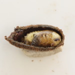 Cryptocephalus pupa 2