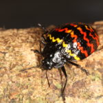 Beetle_Erotylus incomparabilis_2