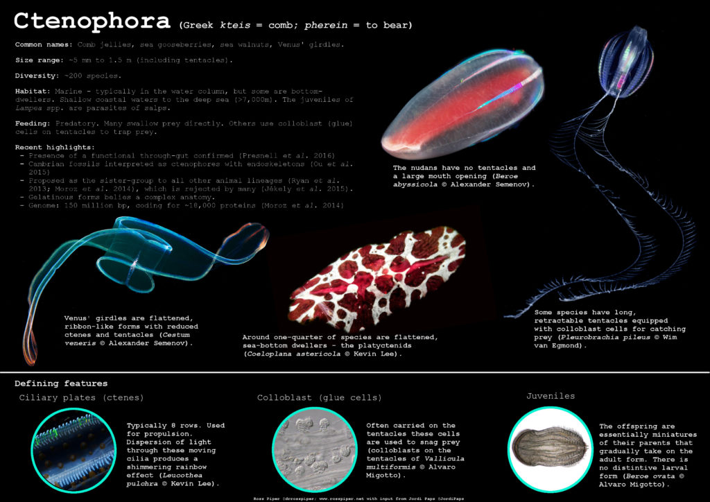 Ctenophora - Dr. Ross Piper