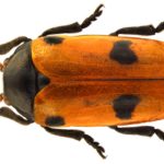 clytra_quadripunctata_1a