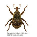 100_Curculionidae_Cryptorhynchinae-1