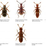 10_Staphylinidae_Pselaphinae-1