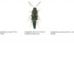 13_Staphylinidae_Tachyporinae-1