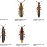 14_Staphylinidae_Aleocharinae-1-1