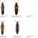 15_Staphylinidae_Aleocharinae-2