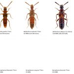 16_Staphylinidae_Aleocharinae-3-1