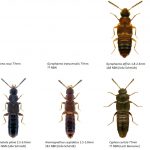 18_Staphylinidae_Aleocharinae-5-1