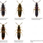 19_Staphylinidae_Aleocharinae-6-1