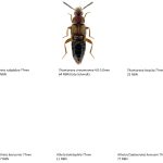 20_Staphylinidae_Aleocharinae-7-1