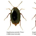 21_Staphylinidae_Scaphidiinae-1