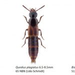 24_Staphylinidae_Staphylininae-2-1