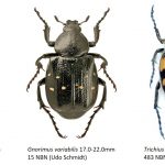 27_Scarabaeidae-2