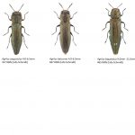 29_Buprestidae-1