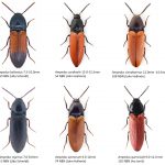 32_Elateridae-1-1