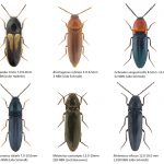 33_Elateridae-2-1