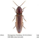 34_Elateridae-3-1