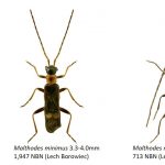 37_Cantharidae-2-1