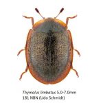 45_Trogosittidae-1