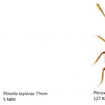 4_Ptilidae-2-1