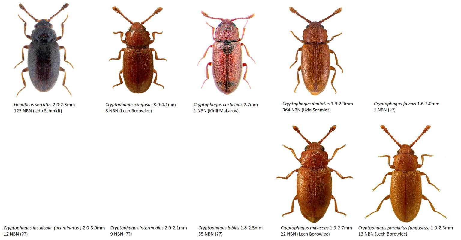 Saproxylic beetles - Dr. Ross Piper