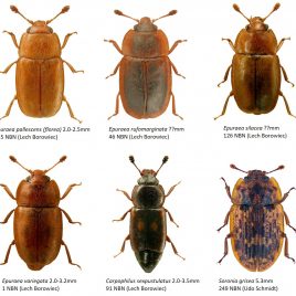 59_Nitidulidae-1-1 - Dr. Ross Piper