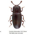 63_Cerylonidae-1