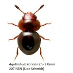 6_Leiodidae-2-1