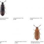 7_Staphylinidae_Omaliinae-1-1