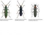 80_Oedemeridae-1