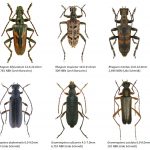 87_Cerambycidae-1-1