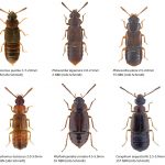 8_Staphylinidae_Omaliinae-2-1