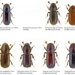 96_Curculionidae_Scolytinae-2-1