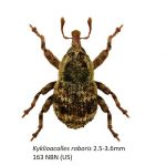 Curculionidae_Cryptorhynchinae