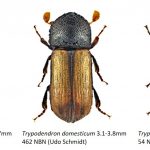 Curculionidae_Scolytinae-4