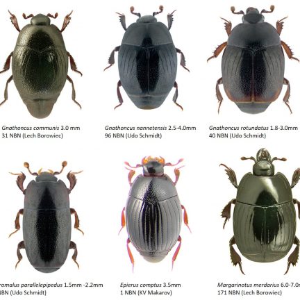 Histeridae-1-7 - Dr. Ross Piper