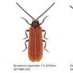 Lycidae