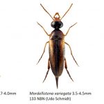 Mordellidae