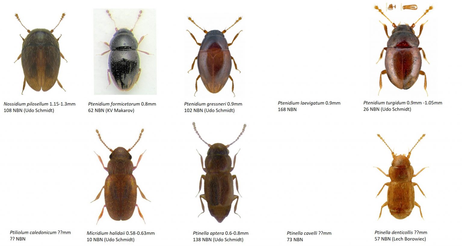 Saproxylic beetles - Dr. Ross Piper