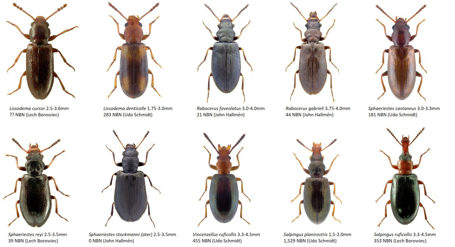 Salpingidae - Dr. Ross Piper