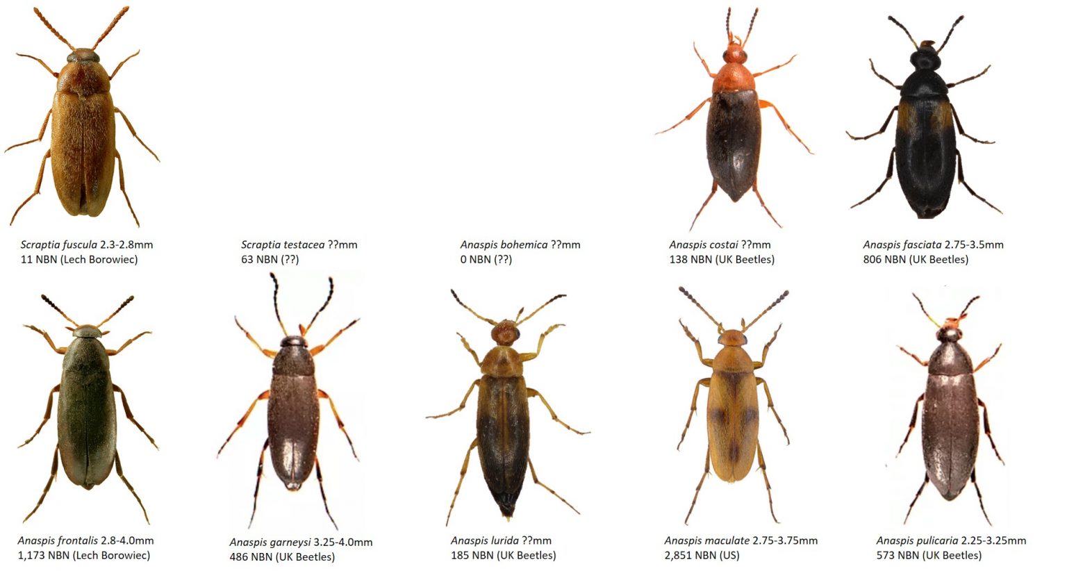 Saproxylic beetles - Dr. Ross Piper