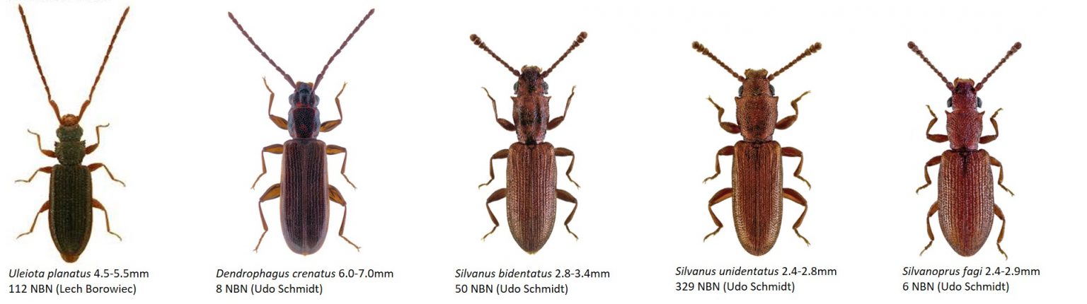 Saproxylic beetles - Dr. Ross Piper