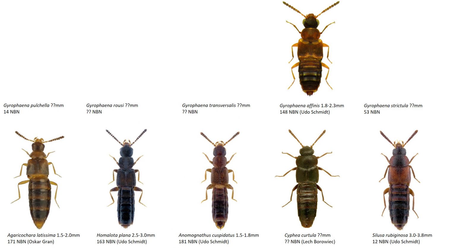 Saproxylic beetles - Dr. Ross Piper