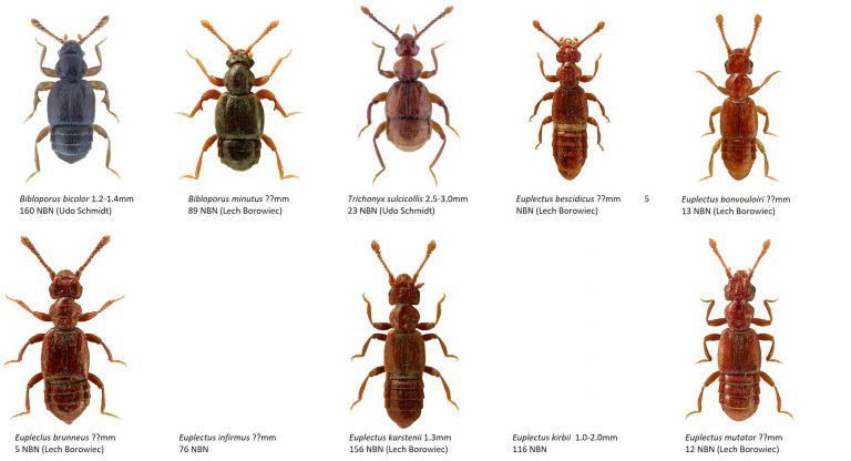 Saproxylic beetles - Dr. Ross Piper