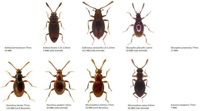 Saproxylic beetles - Dr. Ross Piper