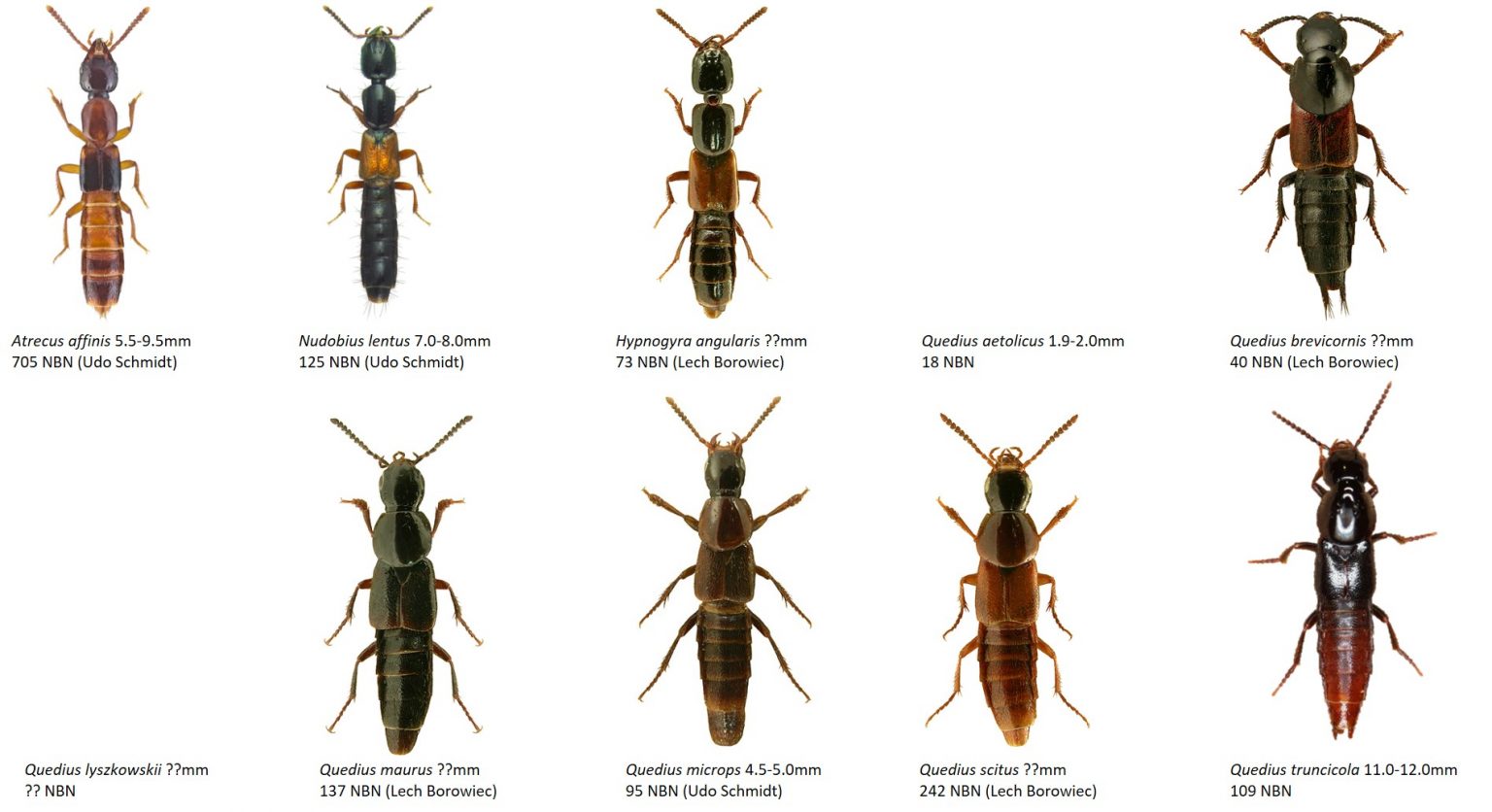 Saproxylic beetles - Dr. Ross Piper